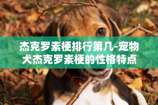 杰克羅素梗排行第幾-寵物犬杰克羅素梗的性格特點