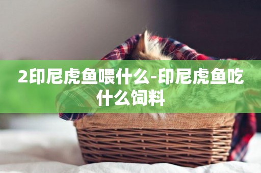 2印尼虎魚喂什么-印尼虎魚吃什么飼料