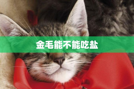 金毛能不能吃鹽