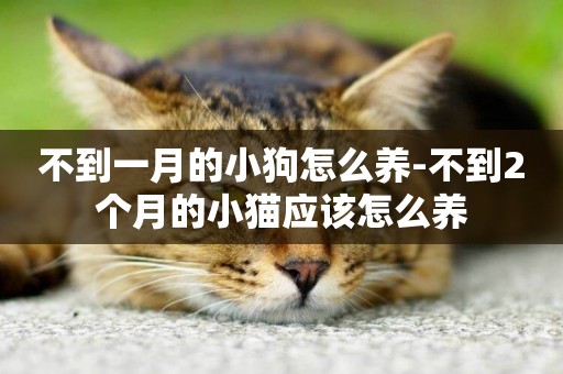 不到一月的小狗怎么養-不到2個月的小貓應該怎么養