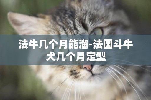 法牛幾個月能溜-法國斗牛犬幾個月定型