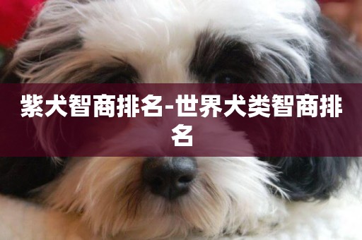 紫犬智商排名-世界犬類智商排名