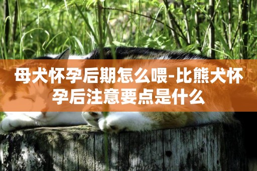 母犬懷孕后期怎么喂-比熊犬懷孕后注意要點是什么