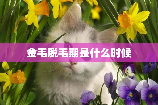 金毛脫毛期是什么時候