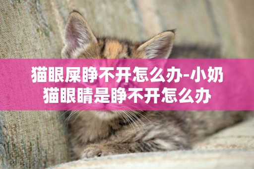 貓眼屎睜不開怎么辦-小奶貓眼睛是睜不開怎么辦