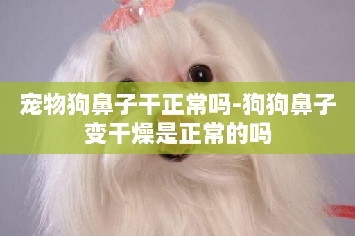 寵物狗鼻子干正常嗎-狗狗鼻子變干燥是正常的嗎