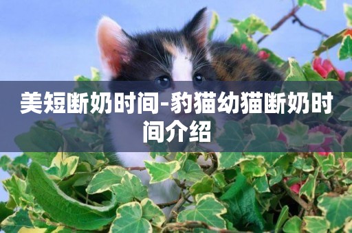 美短斷奶時間-豹貓幼貓斷奶時間介紹