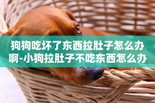 狗狗吃壞了東西拉肚子怎么辦啊-小狗拉肚子不吃東西怎么辦