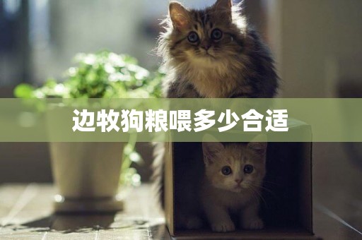 邊牧狗糧喂多少合適