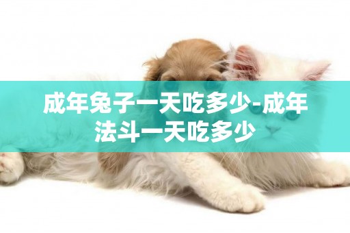 成年兔子一天吃多少-成年法斗一天吃多少