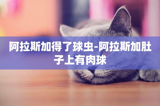 阿拉斯加得了球蟲-阿拉斯加肚子上有肉球