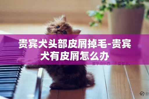 貴賓犬頭部皮屑掉毛-貴賓犬有皮屑怎么辦