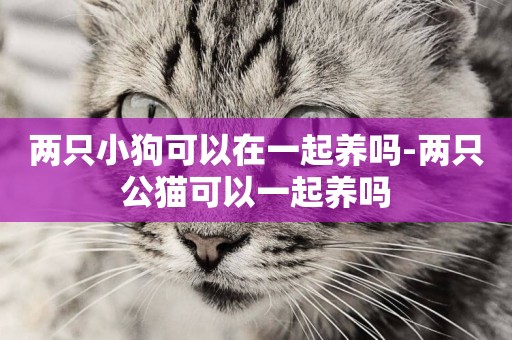 兩只小狗可以在一起養嗎-兩只公貓可以一起養嗎