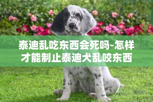 泰迪亂吃東西會死嗎-怎樣才能制止泰迪犬亂咬東西