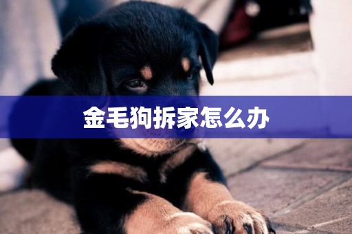 金毛狗拆家怎么辦