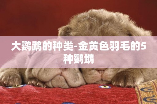 大鸚鵡的種類-金黃色羽毛的5種鸚鵡