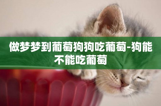 做夢夢到葡萄狗狗吃葡萄-狗能不能吃葡萄