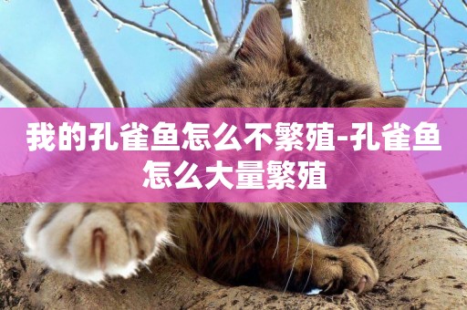我的孔雀魚怎么不繁殖-孔雀魚怎么大量繁殖