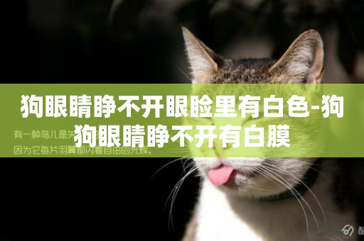 狗眼睛睜不開眼瞼里有白色-狗狗眼睛睜不開有白膜