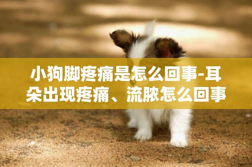 小狗腳疼痛是怎么回事-耳朵出現疼痛、流膿怎么回事