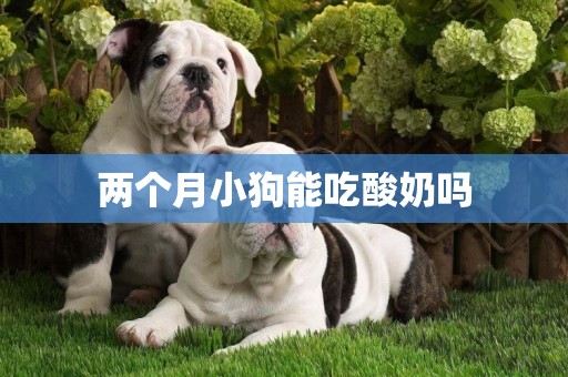 兩個月小狗能吃酸奶嗎