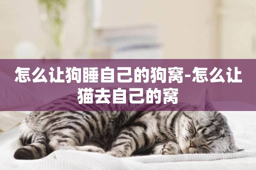 怎么讓狗睡自己的狗窩-怎么讓貓去自己的窩