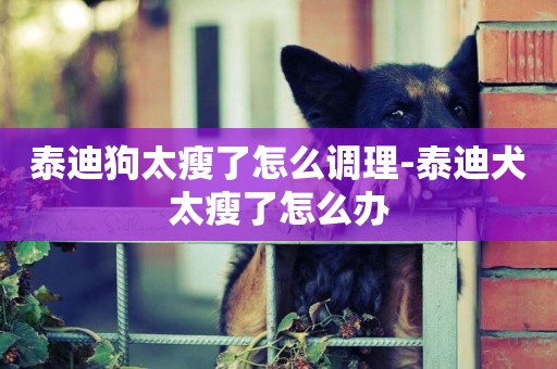泰迪狗太瘦了怎么調理-泰迪犬太瘦了怎么辦