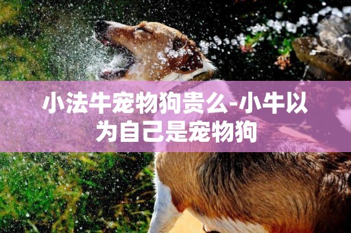 小法牛寵物狗貴么-小牛以為自己是寵物狗