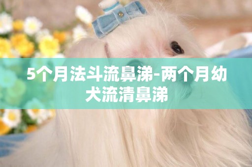 5個月法斗流鼻涕-兩個月幼犬流清鼻涕