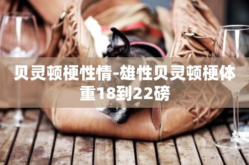 貝靈頓梗性情-雄性貝靈頓梗體重18到22磅