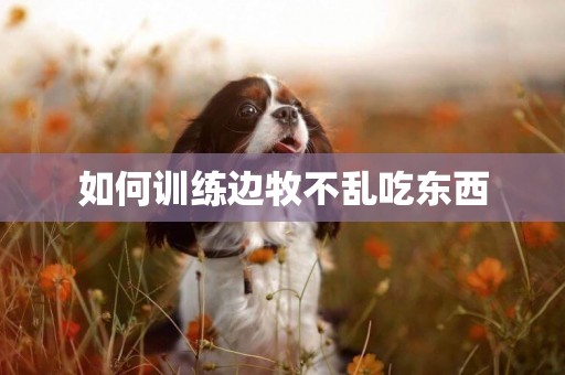 如何訓練邊牧不亂吃東西
