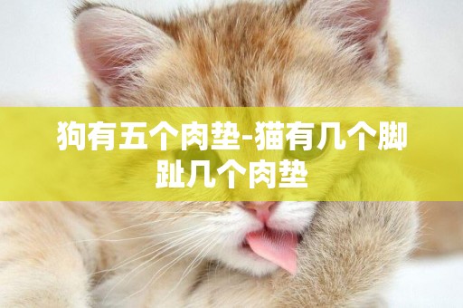 狗有五個肉墊-貓有幾個腳趾幾個肉墊