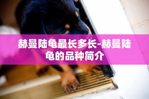 赫曼陸龜最長多長-赫曼陸龜的品種簡介