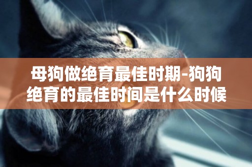 母狗做絕育最佳時期-狗狗絕育的最佳時間是什么時候