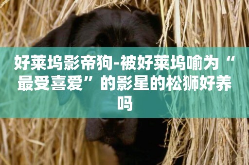 好萊塢影帝狗-被好萊塢喻為“最受喜愛”的影星的松獅好養嗎