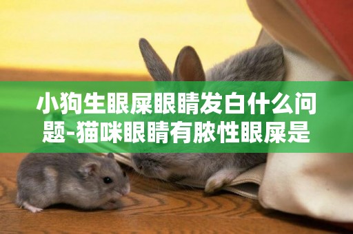 小狗生眼屎眼睛發白什么問題-貓咪眼睛有膿性眼屎是什么問題