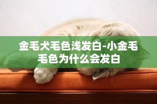 金毛犬毛色淺發白-小金毛毛色為什么會發白