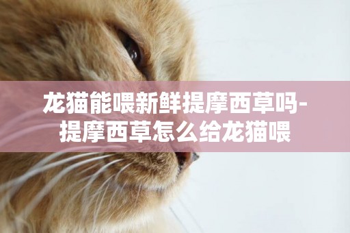龍貓能喂新鮮提摩西草嗎-提摩西草怎么給龍貓喂