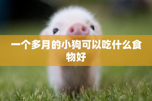 一個多月的小狗可以吃什么食物好