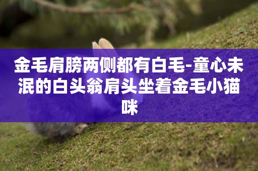 金毛肩膀兩側都有白毛-童心未泯的白頭翁肩頭坐著金毛小貓咪