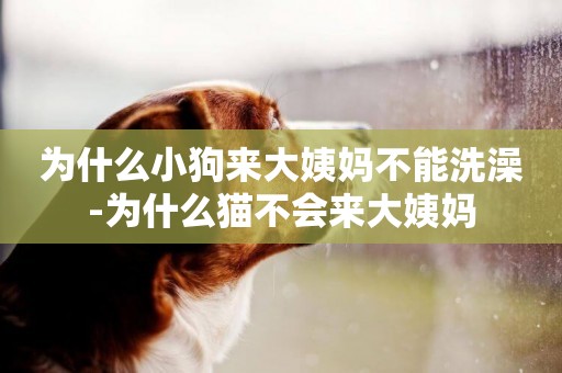 為什么小狗來大姨媽不能洗澡-為什么貓不會來大姨媽