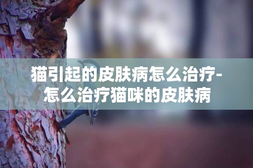 貓引起的皮膚病怎么治療-怎么治療貓咪的皮膚病