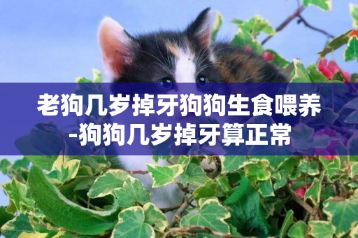 老狗幾歲掉牙狗狗生食喂養-狗狗幾歲掉牙算正常