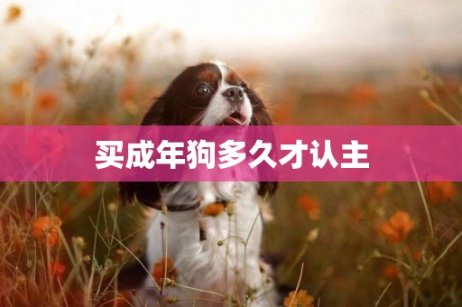 買成年狗多久才認主