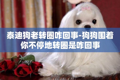 泰迪狗老轉圈咋回事-狗狗圍著你不停地轉圈是咋回事