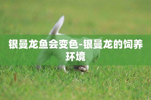 銀曼龍魚會變色-銀曼龍的飼養環境