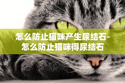 怎么防止貓咪產生尿結石-怎么防止貓咪得尿結石