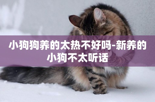 小狗狗養的太熱不好嗎-新養的小狗不太聽話