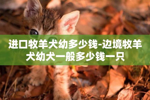 進口牧羊犬幼多少錢-邊境牧羊犬幼犬一般多少錢一只