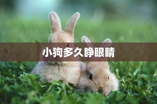 小狗多久睜眼睛